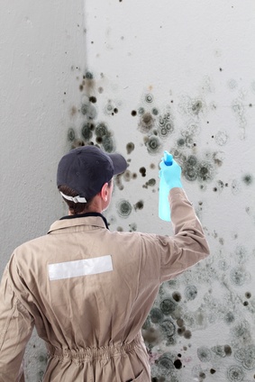 Mold Remediation