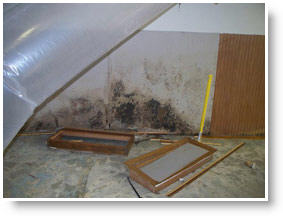 mold in walls and floors