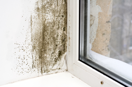 Mold Cleanup