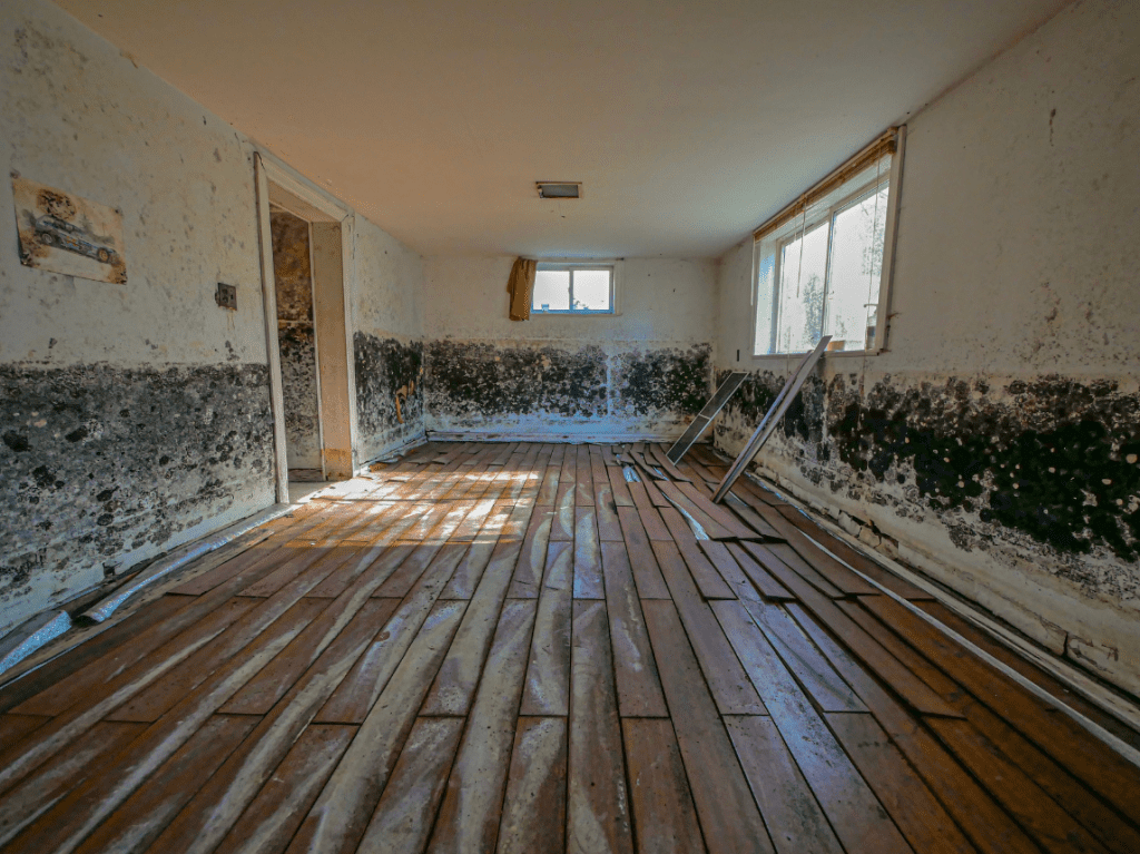 How Do I Get Rid Of Mold Growth In My, How To Get Rid Of Mold In The Basement
