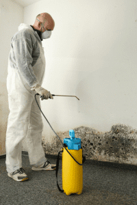 How do I get rid of mold in my basement