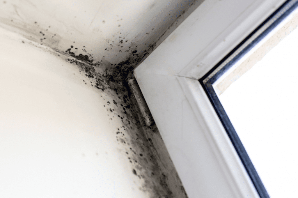 How do I get rid of mold in my old basement