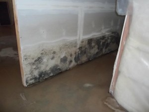 mold remediation salt lake utah