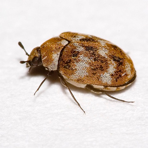 Prevent carpet beetles