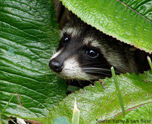 Raccoons are no threat outside our properties.