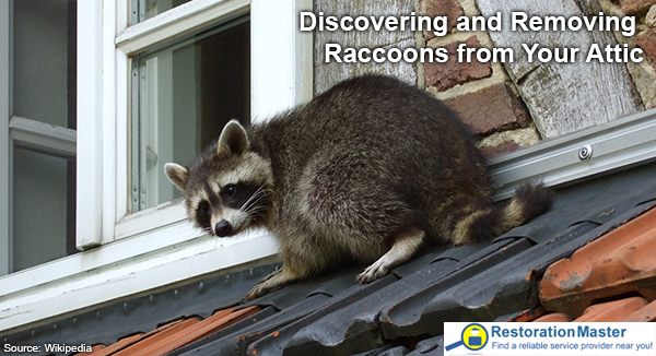Removing Raccoons from the attic