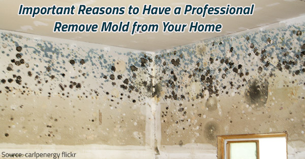 NC Mold Removal Greensboro