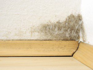 Mold growing on drywall and wooden moulding