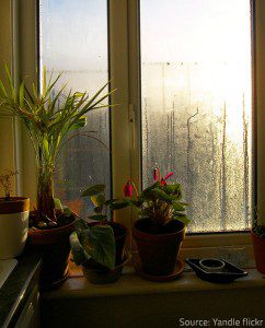 Condensation-on-Window-Home