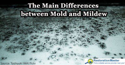 mold vs mildew 400x209