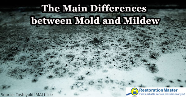 Mold vs Mildew The Main Differences between Mold and Mildew