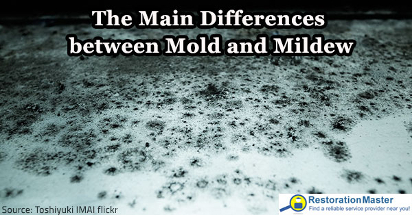 smoke wood damage from removing Mildew: Differences between Mold Mold Mildew vs The Main and