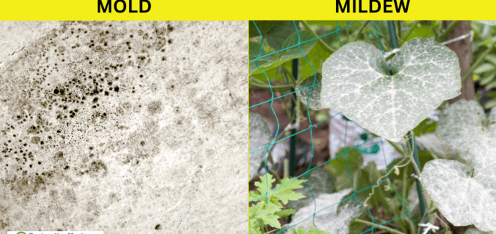 mold vs. mildew images