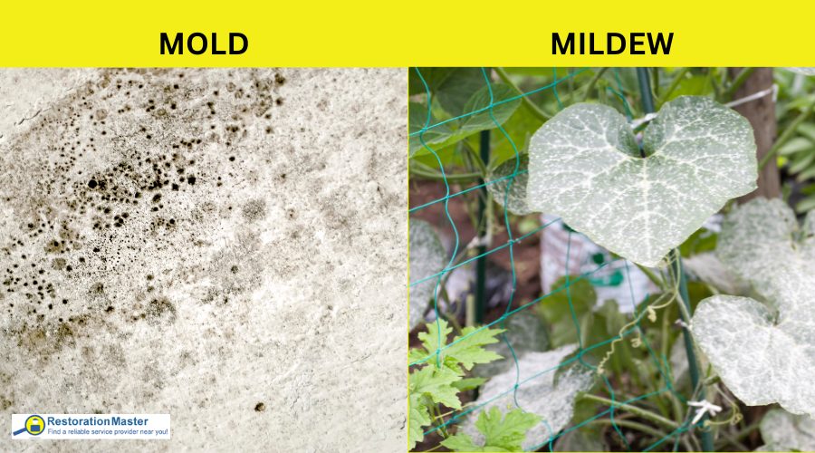mold vs. mildew images