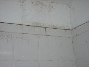 Mold cases grow in Palm Beach County during humid, stormy summer