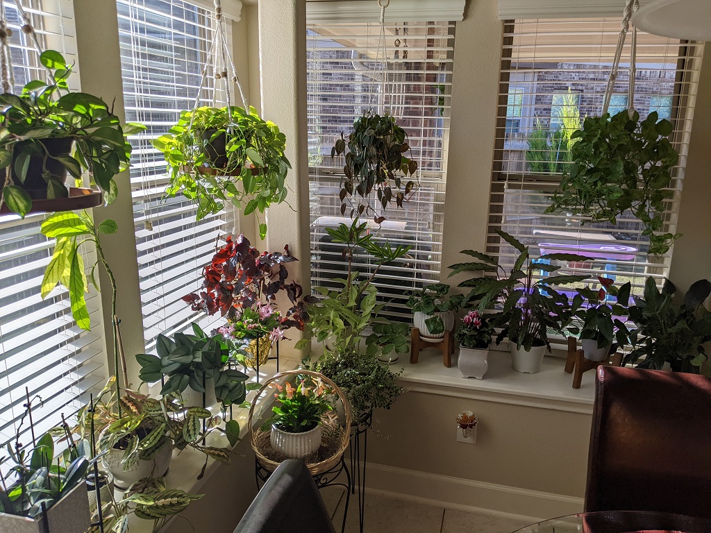 indoor plants