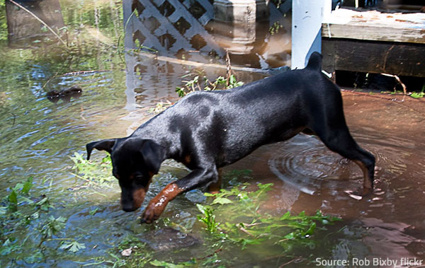 After the disaster, make every effort to reduce the stress and eliminate the risks for your pets.