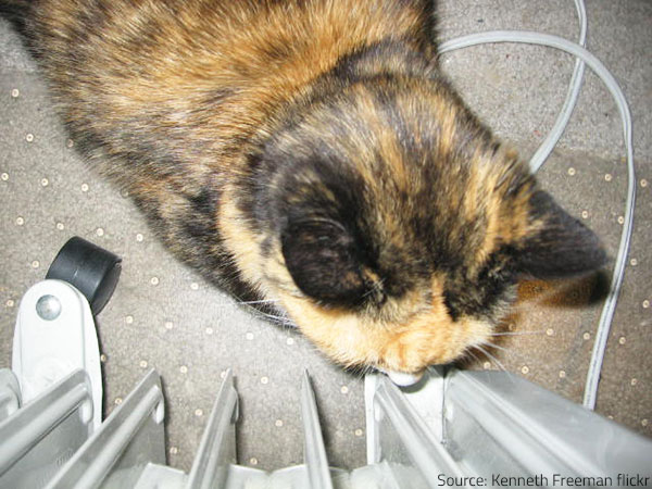 Kids and pets may unwillingly cause a house fire when playing near electrical appliances.