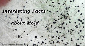 Everything you need to know about mold.