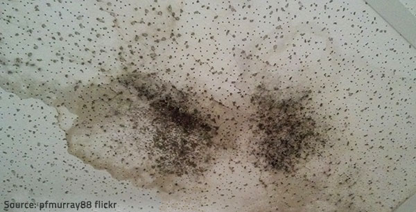 Mold issues have become very common in recent years.