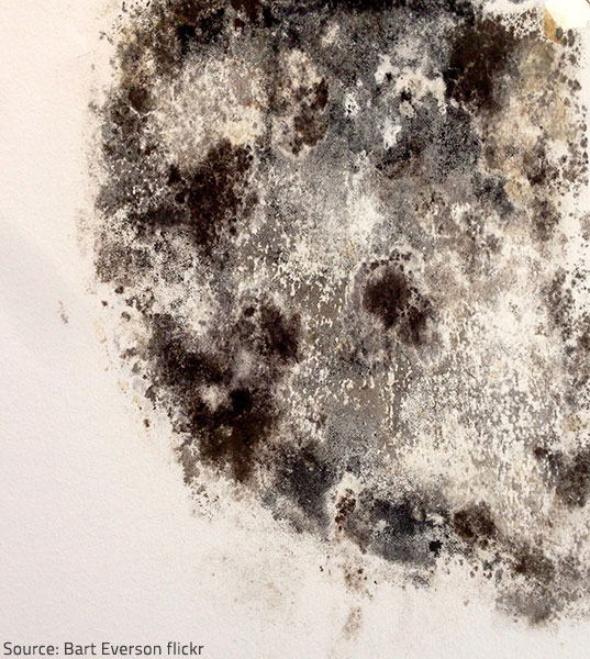 Only 5 species of mold are commonly found indoors.