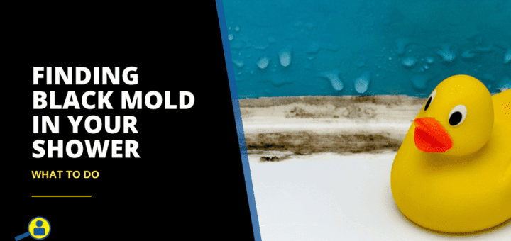 Finding Black Mold in Your Shower What to Do