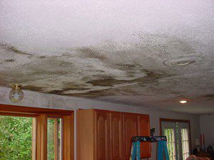 Black Mold Damage