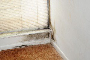 You must call professionals for serious mold growth.