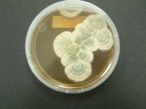Penicillium chrysogenum mold contains the antibiotic Penicillin.