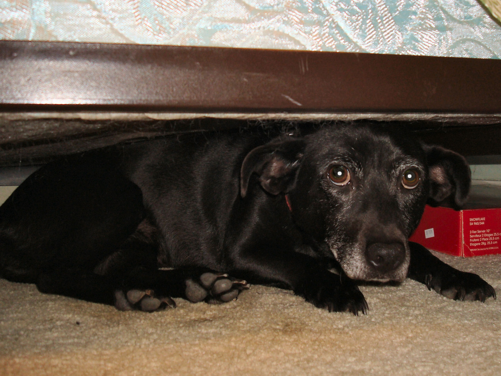 Hiding-Dog-Under-Bed