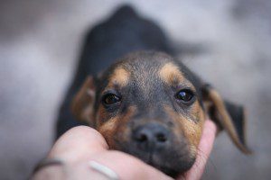 Pet-Dog-During-Storm