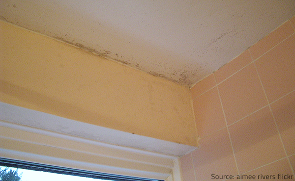 Mold is a common problem for homeowners around the world.