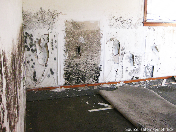 Professional mold removal is your best bet in the event of an extensive mold problem.