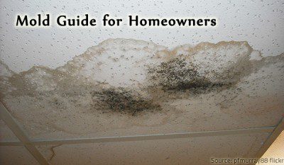 A mold guide with all the mold facts you need to know.