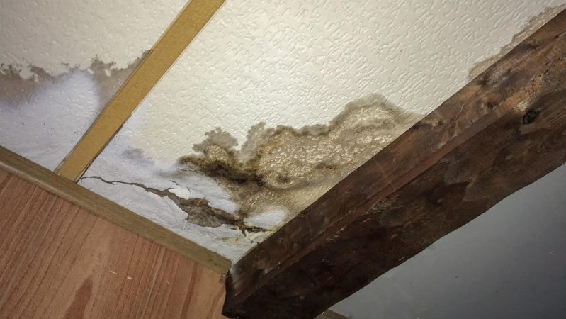 Mold damage on the ceiling