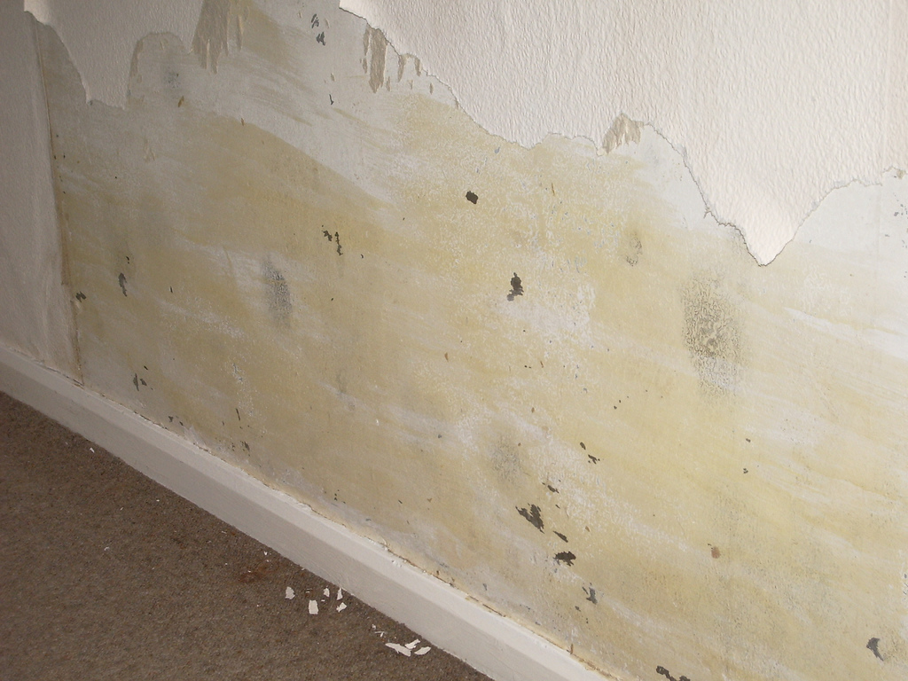 mold behind wallpaper