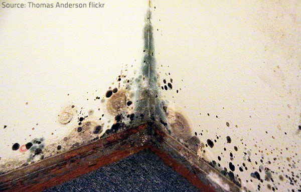What are the Stages of Mold Damage in a House? - Nationwide Restorations