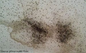 Mold-Growth-After-Water-Damage