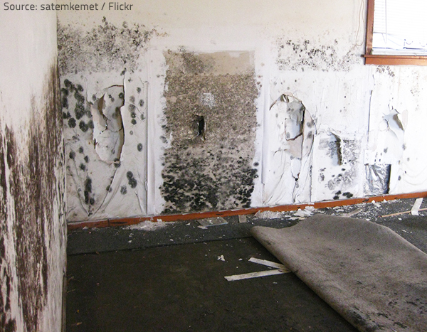 Mold can cause a variety of health problems.