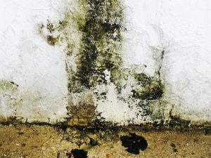 Mold-Problems-Caused-by-Evaporator