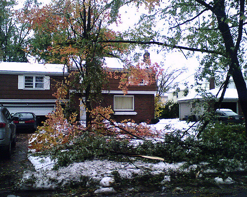 tree damage