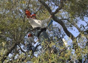 When to Call an Arborist for a Tree Assessment