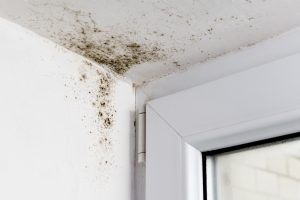 Mold remediation services - mold in the corner, where sunlight rarely reaches