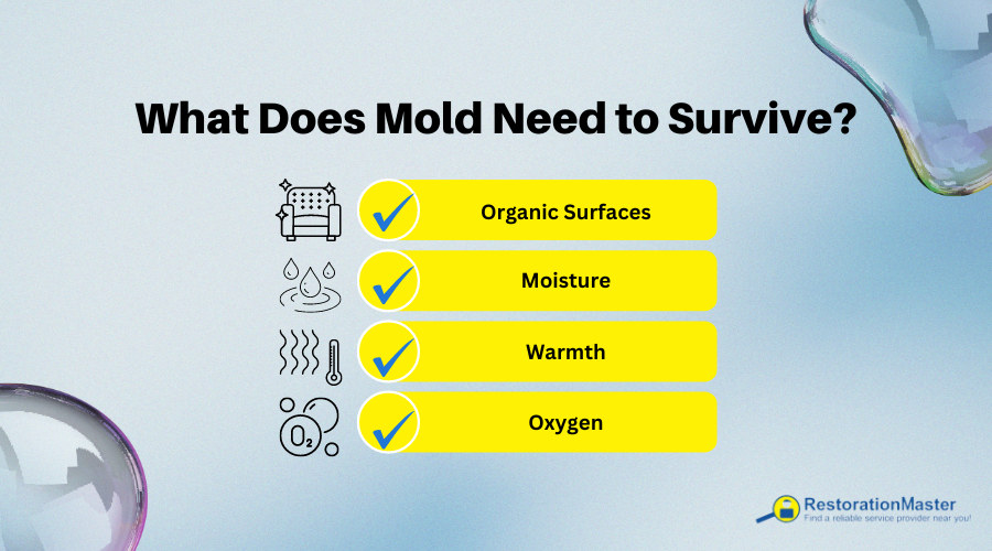 what does mold need to grow graphic