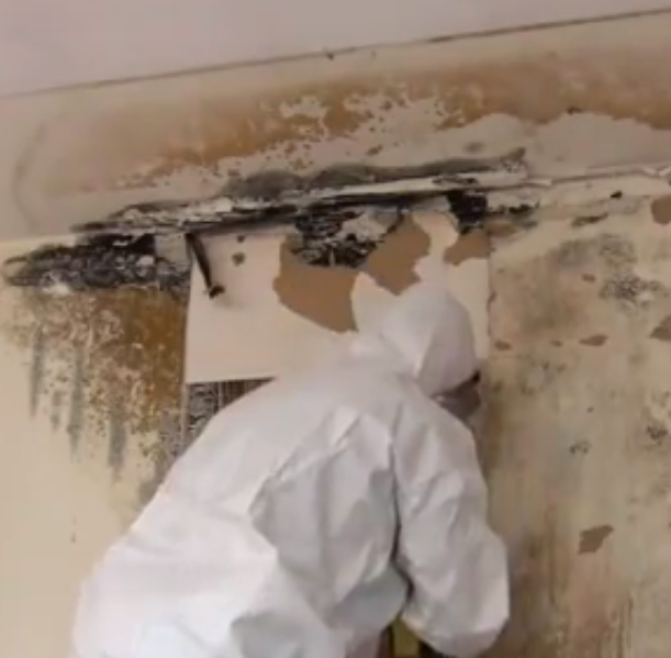 Professional Mold Remediation from ServiceMaster NCR