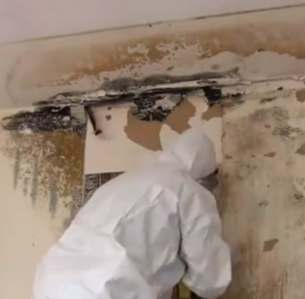 Mold Remediation Champaign Il