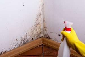 Remove mold from your home to keep it safe and healthy.