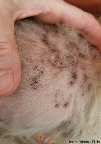 Mold exposure symptoms in pets include skin rashes and sores.