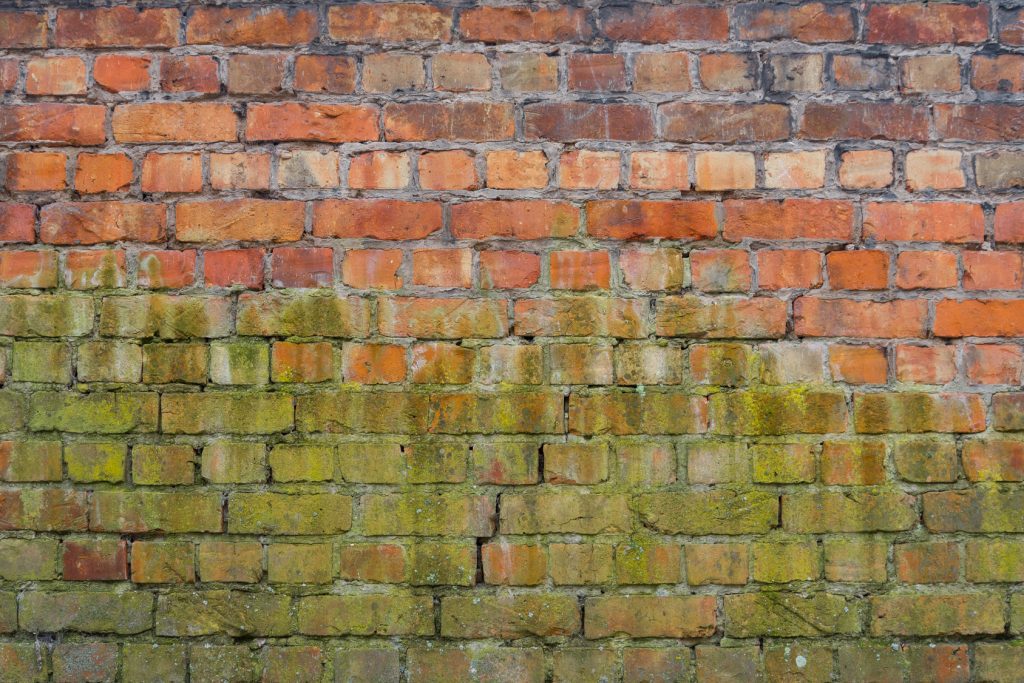 Green Mold Is It Dangerous and How to Remove It RestorationMaster