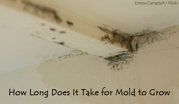 How long does it take for mold to grow?